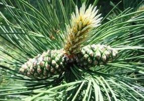 Kiefer pour nettoyer le corps des parasites