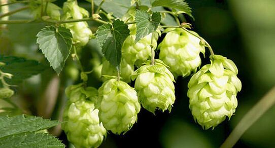 Le houblon – un remède contre les parasites