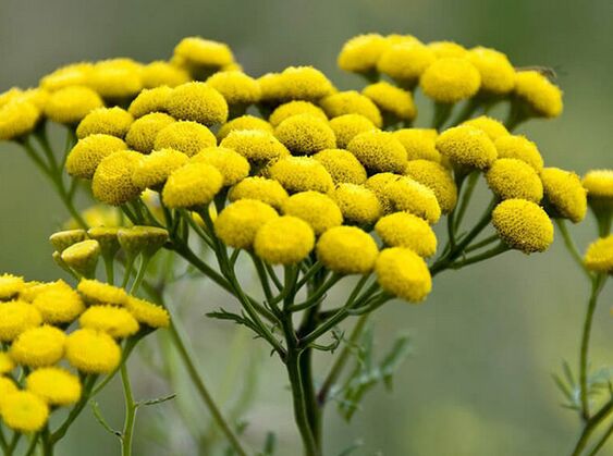 Tanaisie – un remède contre les parasites